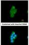 Peptidylprolyl Isomerase D antibody, PA5-27988, Invitrogen Antibodies, Immunofluorescence image 