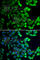 Ubiquitin Interaction Motif Containing 1 antibody, A7244, ABclonal Technology, Immunofluorescence image 