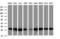 Proteasome Subunit Alpha 2 antibody, TA505527, Origene, Western Blot image 