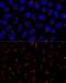 Heat shock protein 75 kDa, mitochondrial antibody, GTX33558, GeneTex, Immunofluorescence image 
