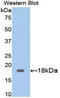FLG2 antibody, LS-C293940, Lifespan Biosciences, Western Blot image 
