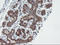 Sentrin-specific protease 2 antibody, LS-C797826, Lifespan Biosciences, Immunohistochemistry frozen image 