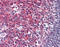 Phosphoprotein Membrane Anchor With Glycosphingolipid Microdomains 1 antibody, 51-122, ProSci, Immunohistochemistry frozen image 