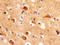 Hypocretin Receptor 2 antibody, MAB52461, R&D Systems, Immunohistochemistry paraffin image 