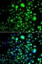 Peroxisomal membrane protein PEX14 antibody, LS-C349063, Lifespan Biosciences, Immunofluorescence image 