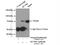 Potassium Voltage-Gated Channel Modifier Subfamily S Member 2 antibody, 13443-1-AP, Proteintech Group, Immunoprecipitation image 