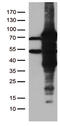 Zinc finger protein with KRAB and SCAN domains 1 antibody, TA810947, Origene, Western Blot image 