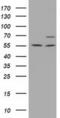 MAGUK p55 subfamily member 3 antibody, MA5-25146, Invitrogen Antibodies, Western Blot image 
