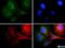 Beclin 1 antibody, NB110-87318, Novus Biologicals, Immunofluorescence image 