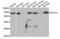 Ugt1 antibody, LS-C334543, Lifespan Biosciences, Western Blot image 