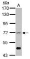 Kelch Repeat And BTB Domain Containing 3 antibody, NBP2-17023, Novus Biologicals, Western Blot image 