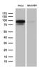 Brain Enriched Guanylate Kinase Associated antibody, LS-C792580, Lifespan Biosciences, Western Blot image 