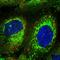 Coiled-Coil Domain Containing 102B antibody, HPA040623, Atlas Antibodies, Immunofluorescence image 