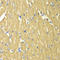 Tropomyosin 3 antibody, A00381, Boster Biological Technology, Immunohistochemistry frozen image 