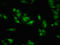 LIM Domain Binding 1 antibody, orb401052, Biorbyt, Immunofluorescence image 