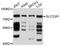 Solute Carrier Family 23 Member 1 antibody, abx126566, Abbexa, Western Blot image 