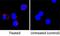 Interleukin 13 antibody, BAM1945, R&D Systems, Western Blot image 