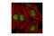 Enhancer Of Zeste 2 Polycomb Repressive Complex 2 Subunit antibody, 3147S, Cell Signaling Technology, Immunofluorescence image 