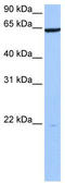 PAX Interacting Protein 1 antibody, TA339229, Origene, Western Blot image 