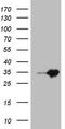 Mediator Complex Subunit 30 antibody, TA808041, Origene, Western Blot image 