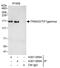 Tripartite Motif Containing 33 antibody, A301-058A, Bethyl Labs, Immunoprecipitation image 