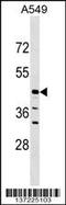 Zinc phosphodiesterase ELAC protein 1 antibody, 59-292, ProSci, Western Blot image 
