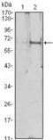 Erythropoietin antibody, M00484, Boster Biological Technology, Western Blot image 