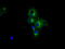 PKR2 antibody, TA501129, Origene, Immunofluorescence image 