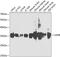 Lactate Dehydrogenase B antibody, GTX55689, GeneTex, Western Blot image 