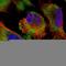 Tyrosylprotein Sulfotransferase 1 antibody, HPA047415, Atlas Antibodies, Immunocytochemistry image 