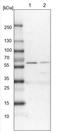 Protein Disulfide Isomerase Family A Member 5 antibody, NBP1-92252, Novus Biologicals, Western Blot image 