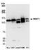 hUpf1 antibody, A301-902A, Bethyl Labs, Western Blot image 