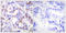 RPA32 antibody, LS-C199536, Lifespan Biosciences, Immunohistochemistry frozen image 