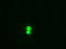 Hematopoietically-expressed homeobox protein HHEX antibody, TA500098S, Origene, Immunofluorescence image 