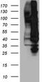 Nuclear factor NF-kappa-B p100 subunit antibody, TA890136S, Origene, Western Blot image 