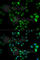 Hydroxysteroid 17-Beta Dehydrogenase 2 antibody, A1983, ABclonal Technology, Immunofluorescence image 