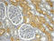 Protein Shroom2 antibody, AP33414PU-N, Origene, Immunohistochemistry frozen image 