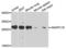 Anaphase Promoting Complex Subunit 10 antibody, LS-C409866, Lifespan Biosciences, Western Blot image 