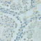 DFS70 antibody, 15-761, ProSci, Immunohistochemistry frozen image 