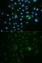 CD79b Molecule antibody, GTX53917, GeneTex, Immunofluorescence image 