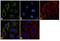 Furin, Paired Basic Amino Acid Cleaving Enzyme antibody, PA1-062, Invitrogen Antibodies, Immunofluorescence image 