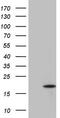 Interleukin 13 antibody, M00077, Boster Biological Technology, Western Blot image 