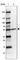 FAD Dependent Oxidoreductase Domain Containing 1 antibody, HPA046192, Atlas Antibodies, Western Blot image 