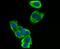 Suppressor of cytokine signaling 2 antibody, A01584, Boster Biological Technology, Immunocytochemistry image 