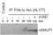 NLR Family Pyrin Domain Containing 1 antibody, MBS565136, MyBioSource, Western Blot image 