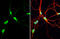AHSA1 antibody, GTX102321, GeneTex, Immunocytochemistry image 
