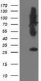 Synaptosome Associated Protein 25 antibody, TA502966, Origene, Western Blot image 