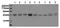 Glycogen Synthase Kinase 3 Alpha antibody, AM20216PU-N, Origene, Western Blot image 