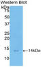 STAT3 antibody, LS-C296424, Lifespan Biosciences, Western Blot image 