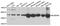 Branched Chain Keto Acid Dehydrogenase E1 Subunit Alpha antibody, A04561, Boster Biological Technology, Western Blot image 